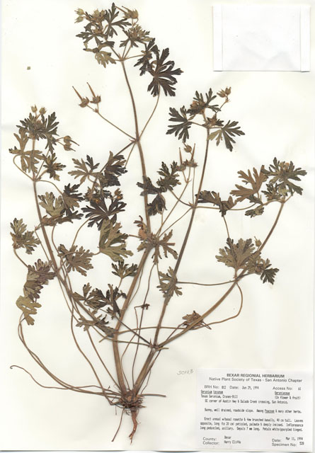 Geranium texanum (Texas geranium) #29789
