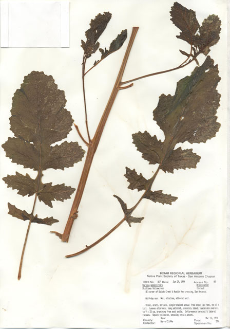 Rorippa sessiliflora (Stalkless yellowcress) #29794