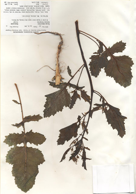 Rorippa sessiliflora (Stalkless yellowcress) #29795