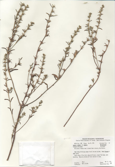 Lappula occidentalis var. occidentalis (Flatspine stickseed) #29796