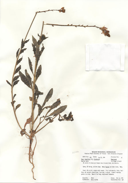 Oenothera filiformis (Longflower beeblossom) #29798