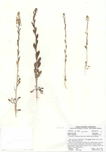 Lepidium austrinum (Southern peppergrass) #29801