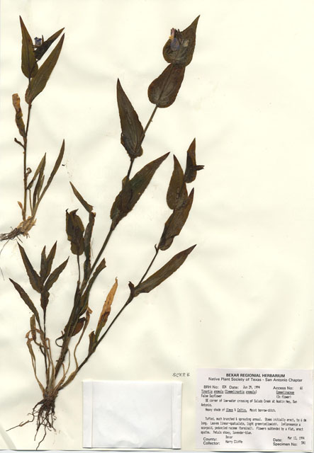 Tinantia anomala (False dayflower) #29802