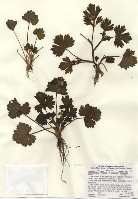 Ranunculus hispidus var. nitidus (Bristly buttercup) #29806