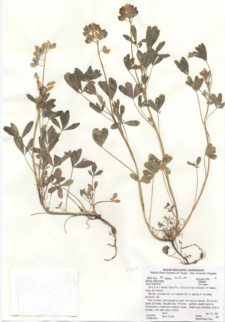 Lupinus subcarnosus (Texas bluebonnet) #29808