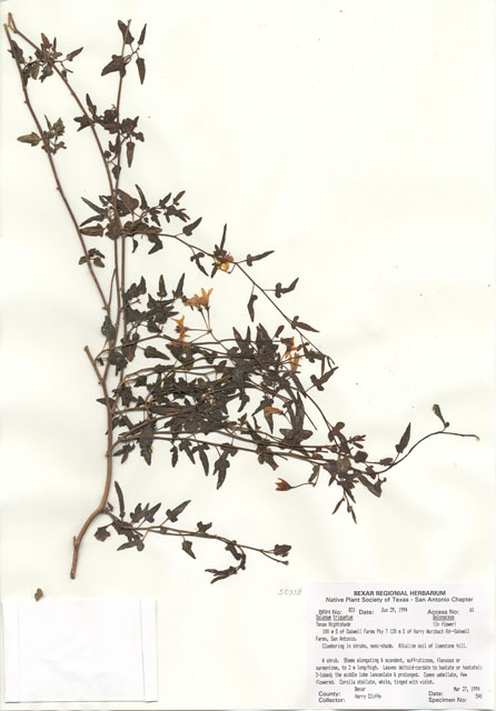 Solanum triquetrum (Texas nightshade) #29809