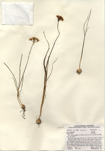 Allium drummondii (Drummond's onion) #29810