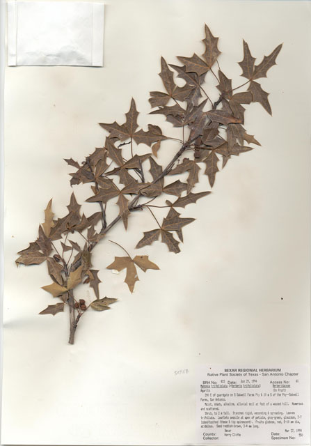 Mahonia trifoliolata (Agarita) #29811