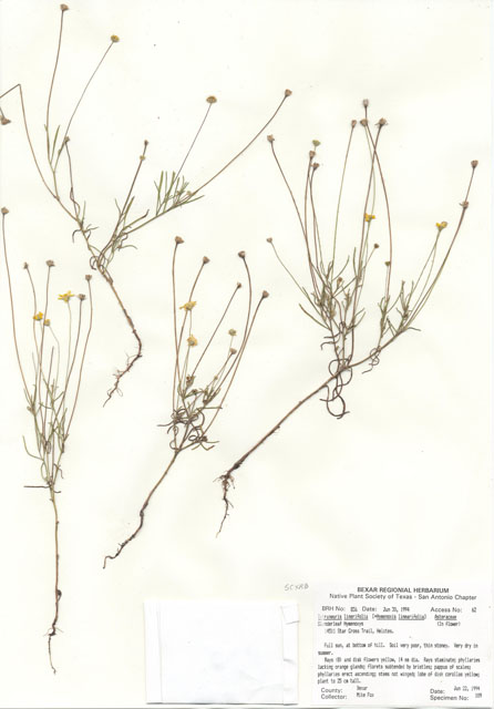 Tetraneuris linearifolia (Fineleaf fournerved daisy) #29814