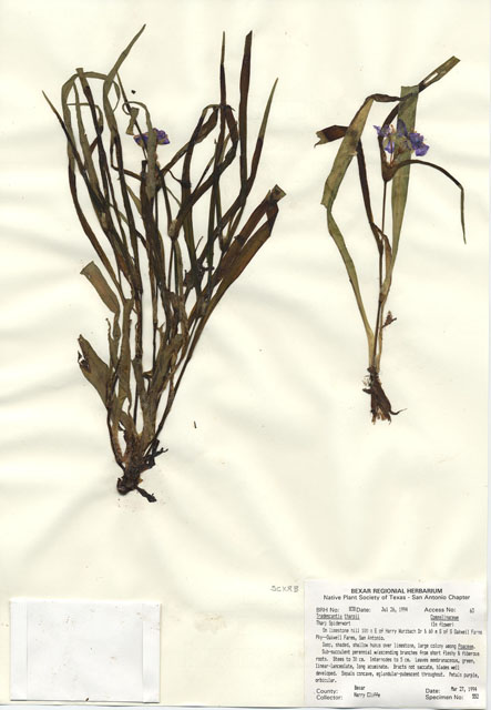 Tradescantia tharpii (Tharp's spiderwort) #29816