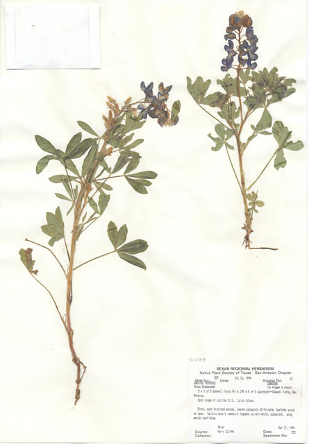 Lupinus texensis (Texas bluebonnet) #29817