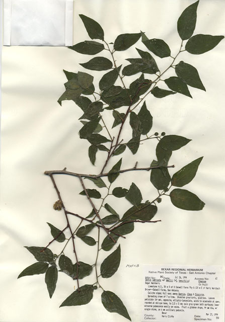Celtis tenuifolia (Dwarf hackberry) #29820