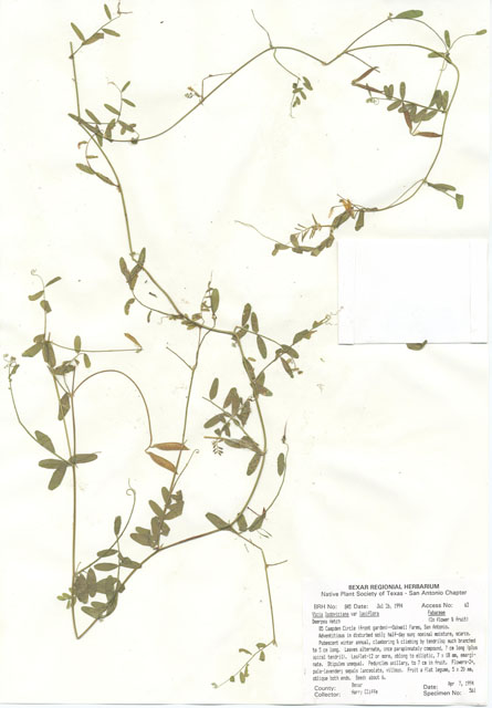 Vicia ludoviciana ssp. ludoviciana (Deer pea vetch) #29823