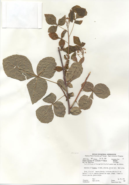 Ptelea trifoliata var. mollis (Common hoptree) #29827