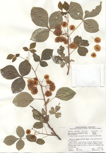 Ptelea trifoliata var. mollis (Common hoptree) #29828