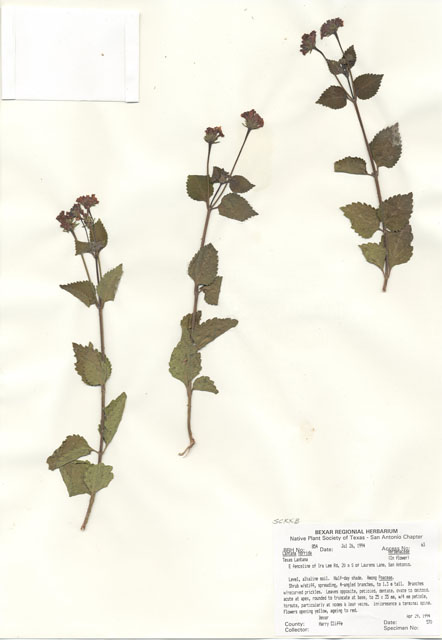 Lantana urticoides (Texas lantana) #29832