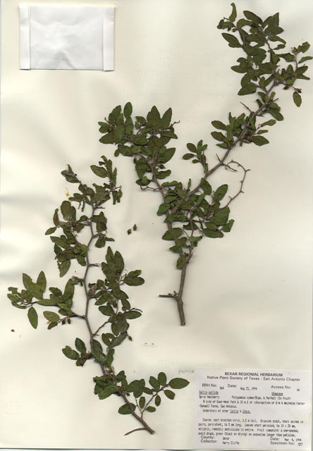 Celtis ehrenbergiana (Desert hackberry) #29843