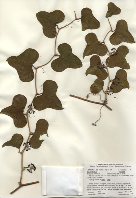 Smilax renifolia (Kidney-leaf greenbriar) #29844