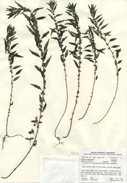 Parietaria pensylvanica (Pennsylvania pellitory) #29848
