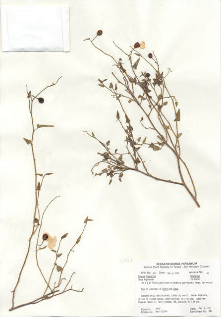 Solanum triquetrum (Texas nightshade) #29850