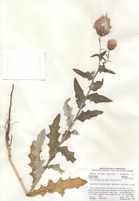 Cirsium texanum (Texas thistle) #29851