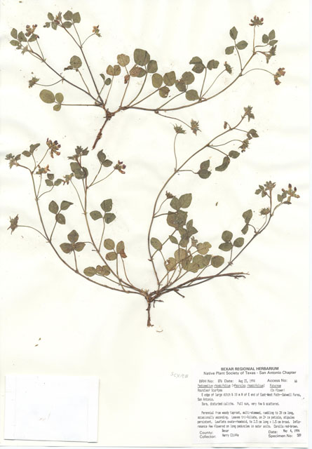Pediomelum rhombifolium (Gulf indian breadroot) #29855
