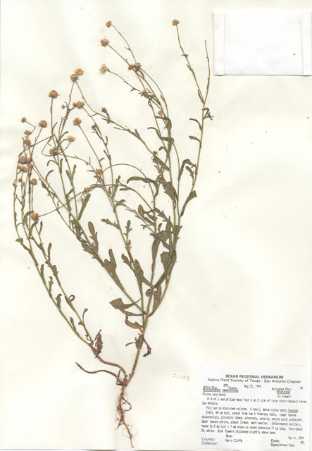 Aphanostephus ramosissimus (Plains dozedaisy) #29857