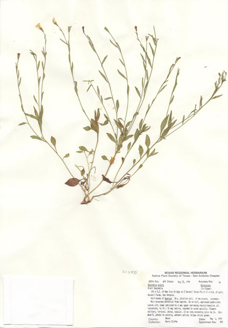 Bouchetia erecta (Erect bouchetia) #29858