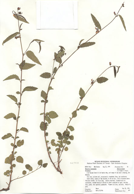 Melochia pyramidata (Pyramidflower) #29865