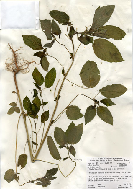 Acalypha ostryifolia (Pineland threeseed mercury) #29869