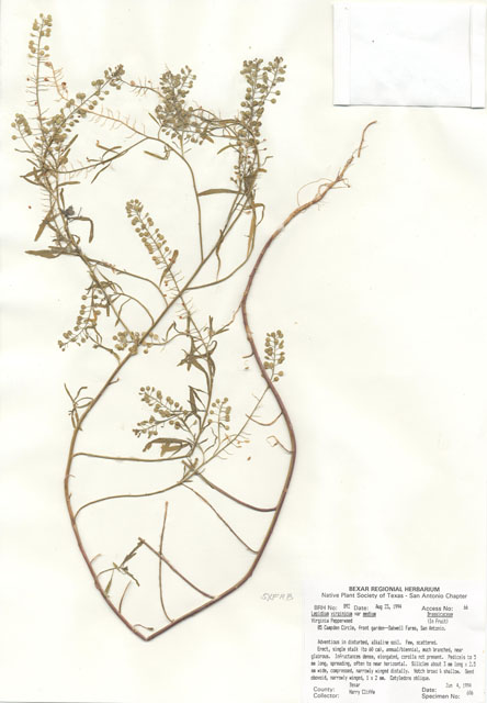 Lepidium virginicum var. medium (Intermediate pepperweed) #29871