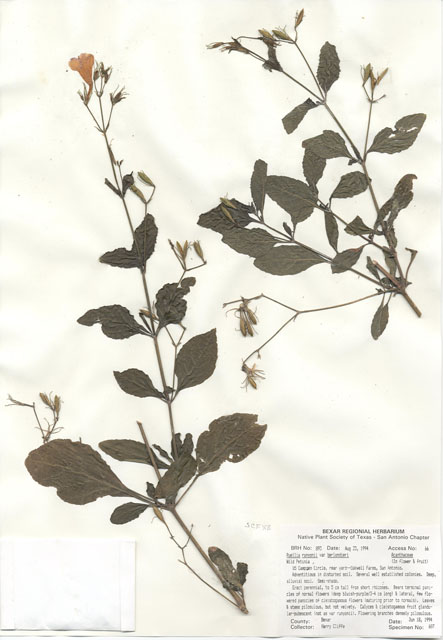Ruellia nudiflora var. runyonii (Runyon's wild petunia) #29872