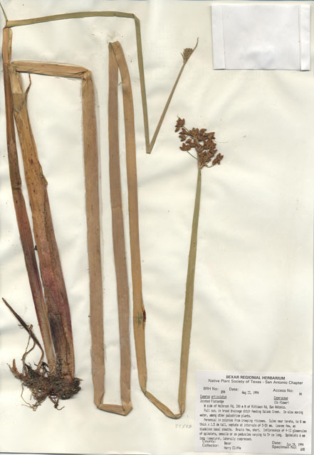 Cyperus articulatus (Jointed flatsedge) #29873