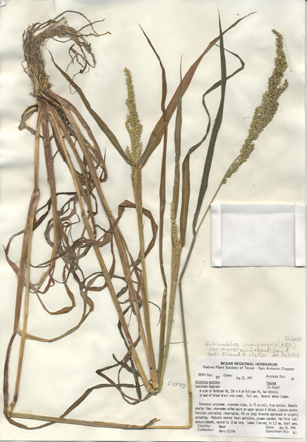 Eriochloa punctata (Louisiana cupgrass) #29876