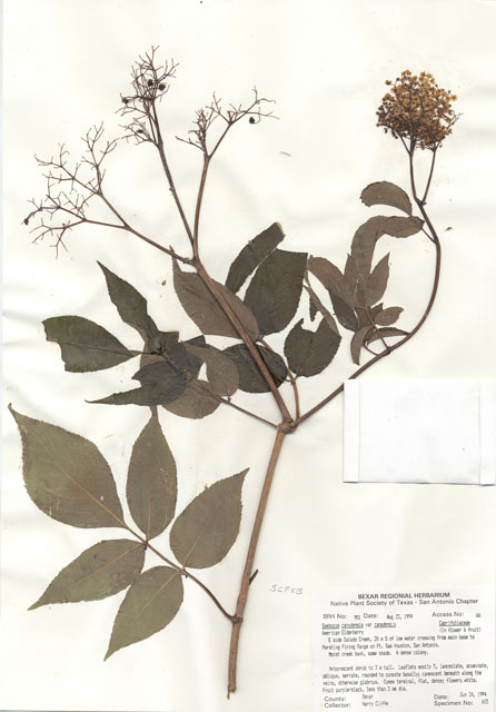 Sambucus nigra ssp. canadensis (Common elderberry) #29880