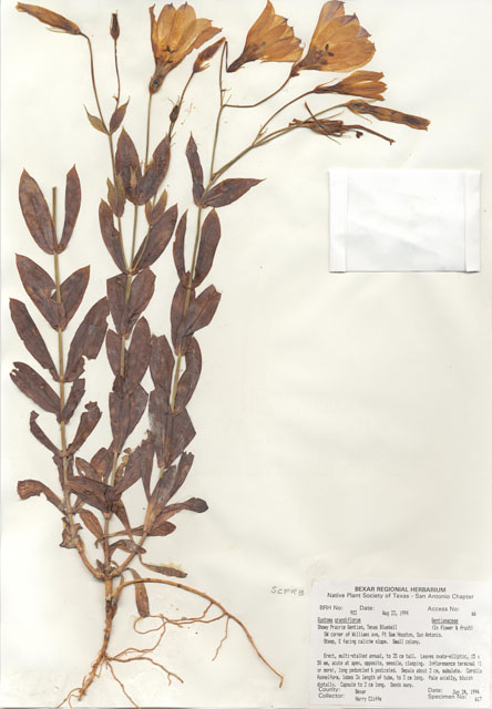 Eustoma exaltatum ssp. russellianum (Texas bluebells) #29882