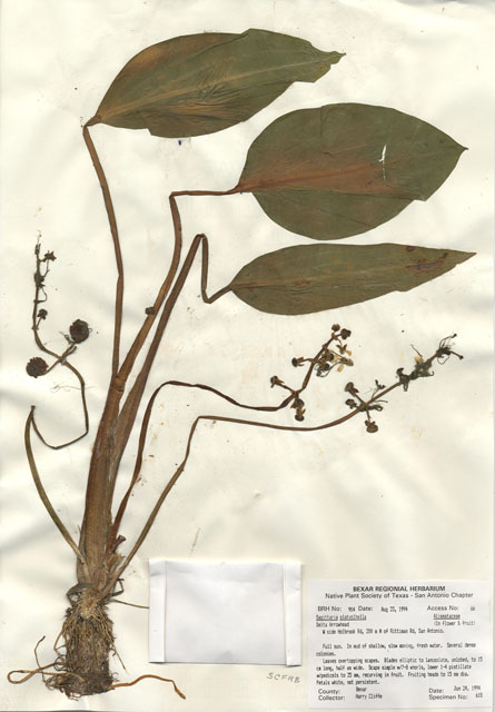 Sagittaria platyphylla (Delta arrowhead) #29883