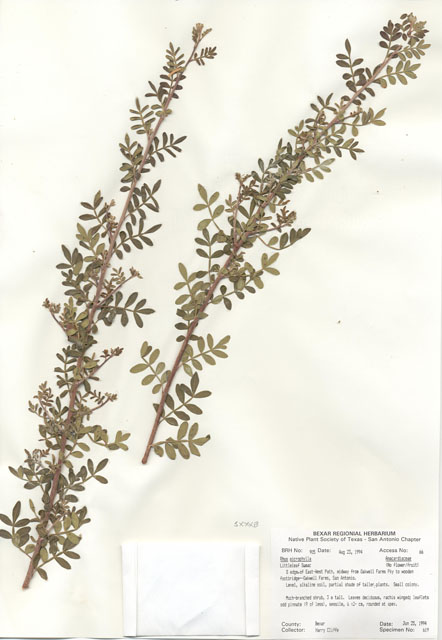 Rhus microphylla (Littleleaf sumac) #29884