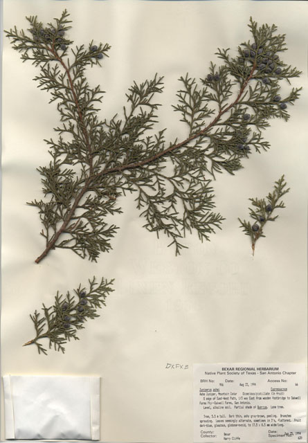 Juniperus ashei (Ashe juniper) #29885