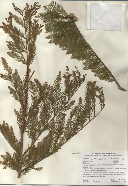 Taxodium distichum (Bald cypress) #29886