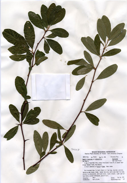 Sideroxylon lanuginosum ssp. oblongifolium (Gum bully) #29889
