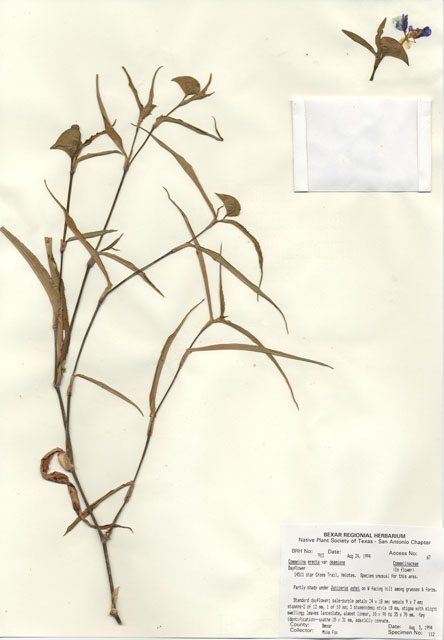 Commelina erecta var. deamiana (Whitemouth dayflower) #29892