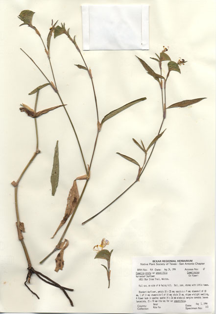 Commelina erecta var. angustifolia (Whitemouth dayflower) #29893