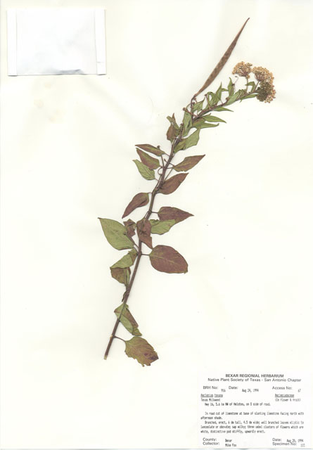 Asclepias texana (Texas milkweed) #29895