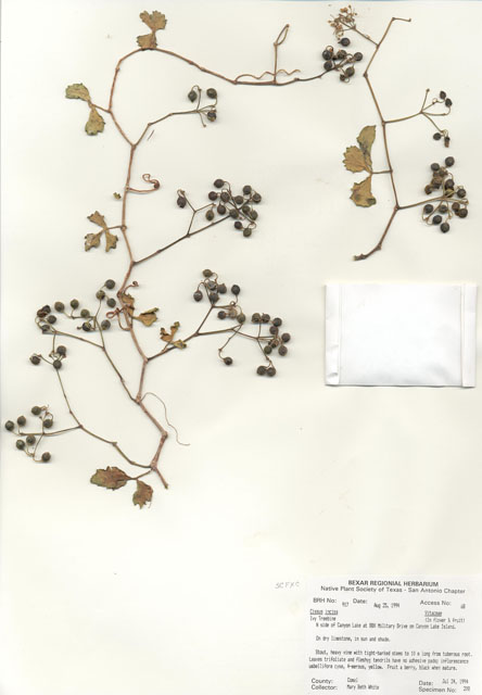 Cissus trifoliata (Cow-itch vine) #29896