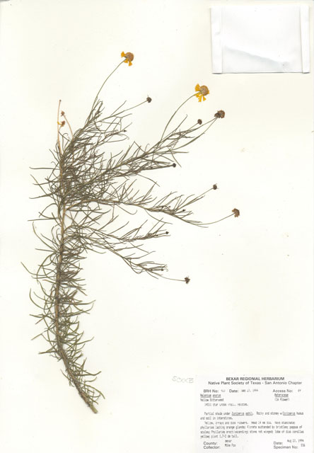 Helenium amarum (Yellow sneezeweed) #29899