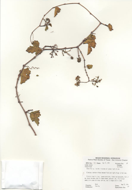 Cissus trifoliata (Cow-itch vine) #29901