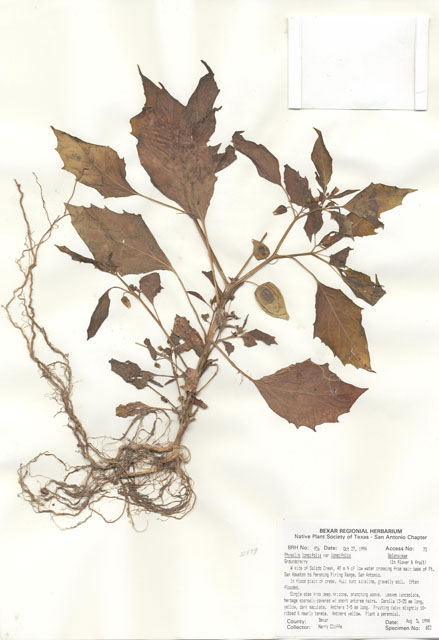 Physalis longifolia var. longifolia (Longleaf groundcherry) #29919