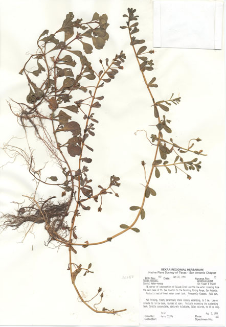 Bacopa monnieri (Herb-of-grace) #29920