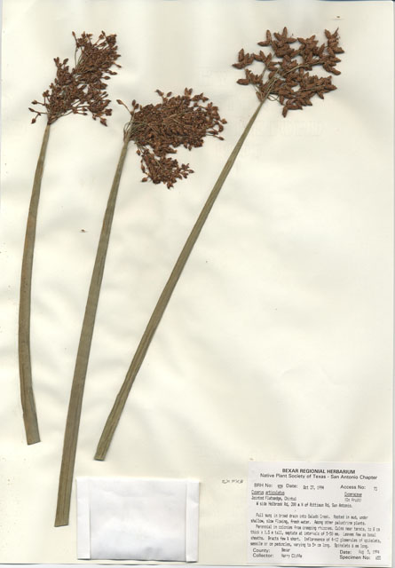 Cyperus articulatus (Jointed flatsedge) #29922
